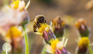 A bee landing on a colourful flower.