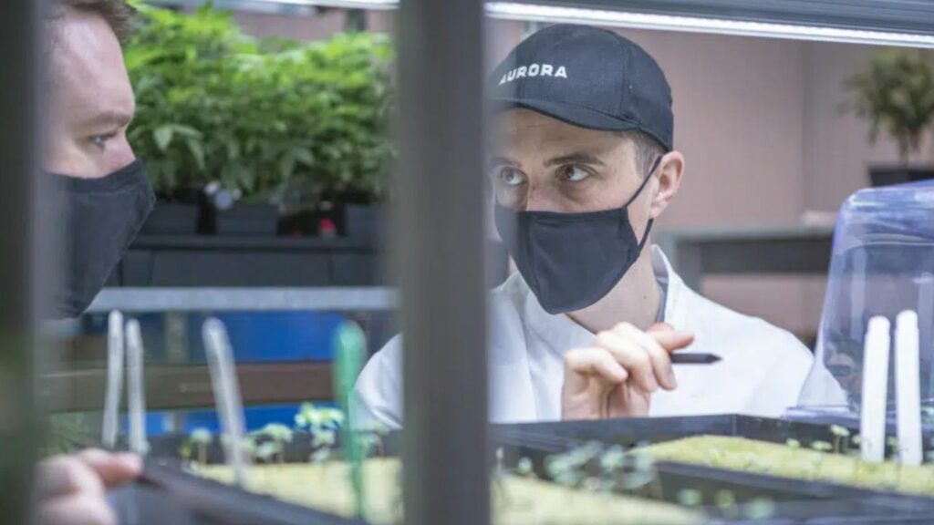 UBC and Aurora Cannabis looking at developing better outdoor cultivars for Canada