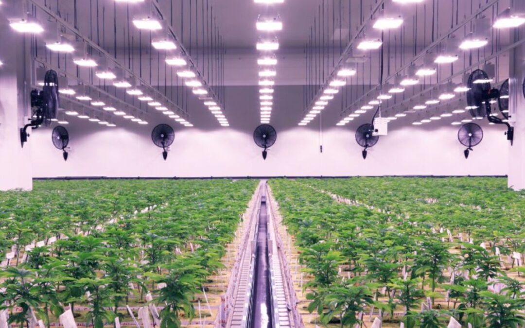 Cannara Biotech reports net income of $5 million in Q4 2024