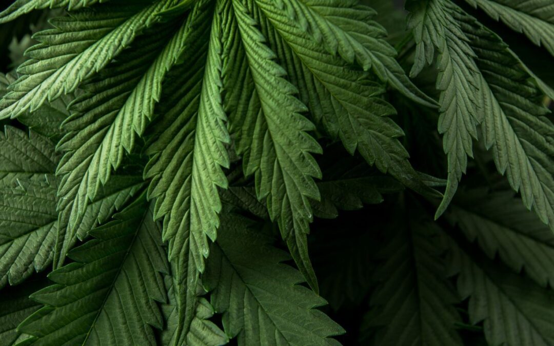 Police in Ontario seize thousands of cannabis plants from illegal facility