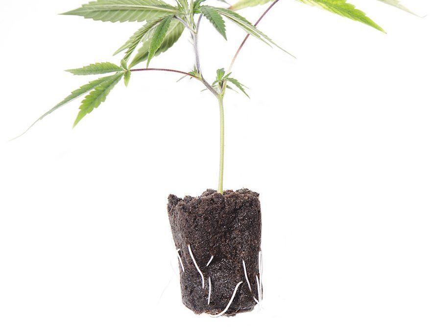 Top Tips to Grow Cannabis on a Budget 