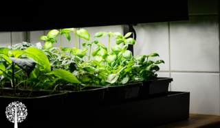 Microgreens And Indoor Food Production