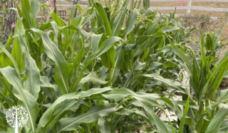 Corn, Beans, And Squash: How To Grow A Three Sisters Garden