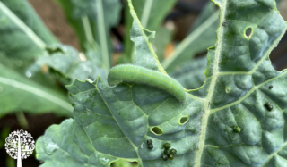What To Do When Cabbage Worms Bust Into The Garden
