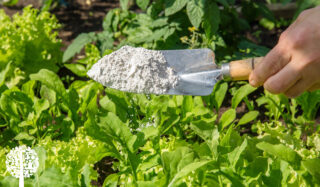 Diatomaceous Earth: Should You Use It In The Garden?