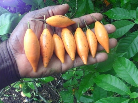 Tabernanthe Iboga Alkaloids