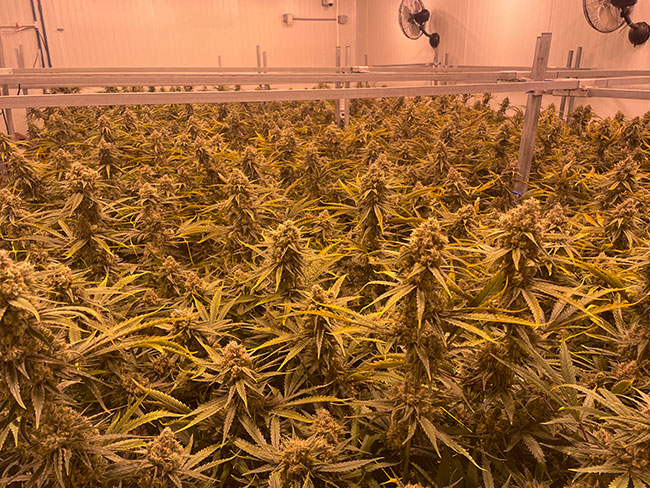 A finer taste for cannabis