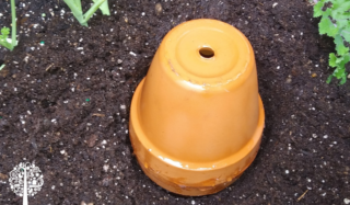 Garden Ollas: An Ancient Watering Method For The Modern Gardener