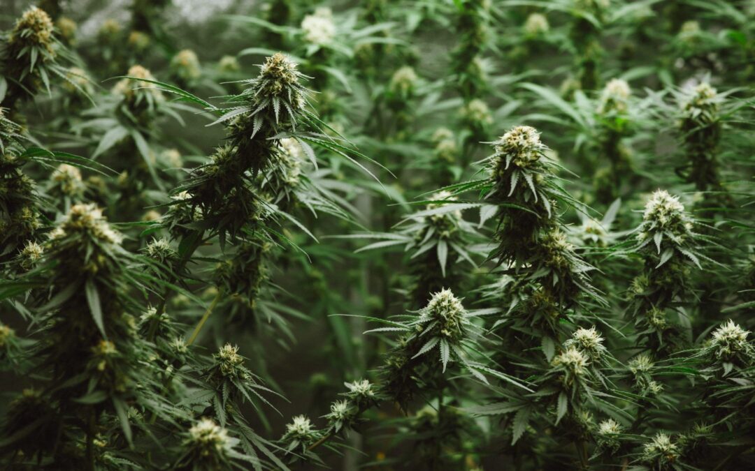 Medical cannabis improves quality of life for patients with Tourette Syndrome: Study