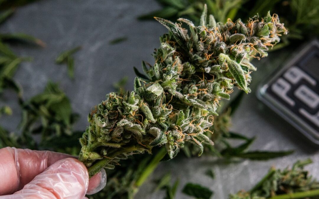 The Good Weed Board, part nine