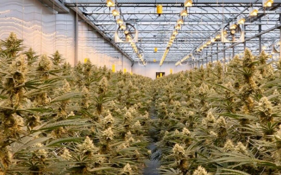 Year-over-year increase in both net revenue, loss for Greenway in Q2 2025