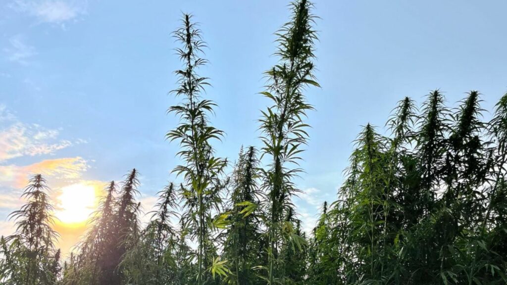 Infrastructure key to hemp industry’s growth