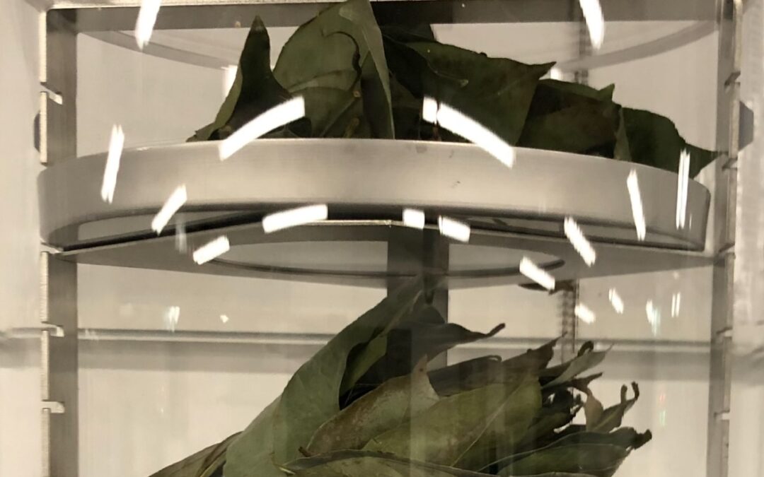 The Art of Extraction: Unlocking Nature’s Fragile Secrets