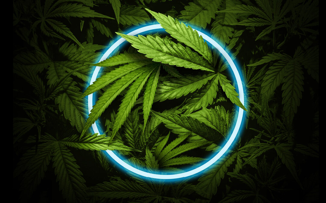 Analyzing Illicit Cannabis Market Trends: Insights from Deloitte’s latest ‘clearing the smoke’ study