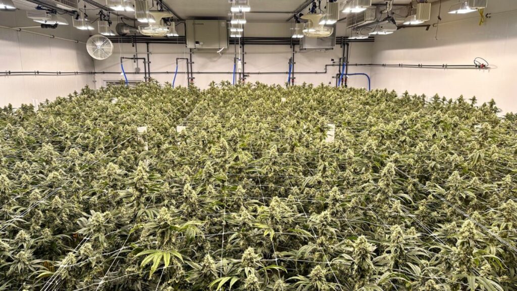 Kootenay Cultivar makes the most of micro