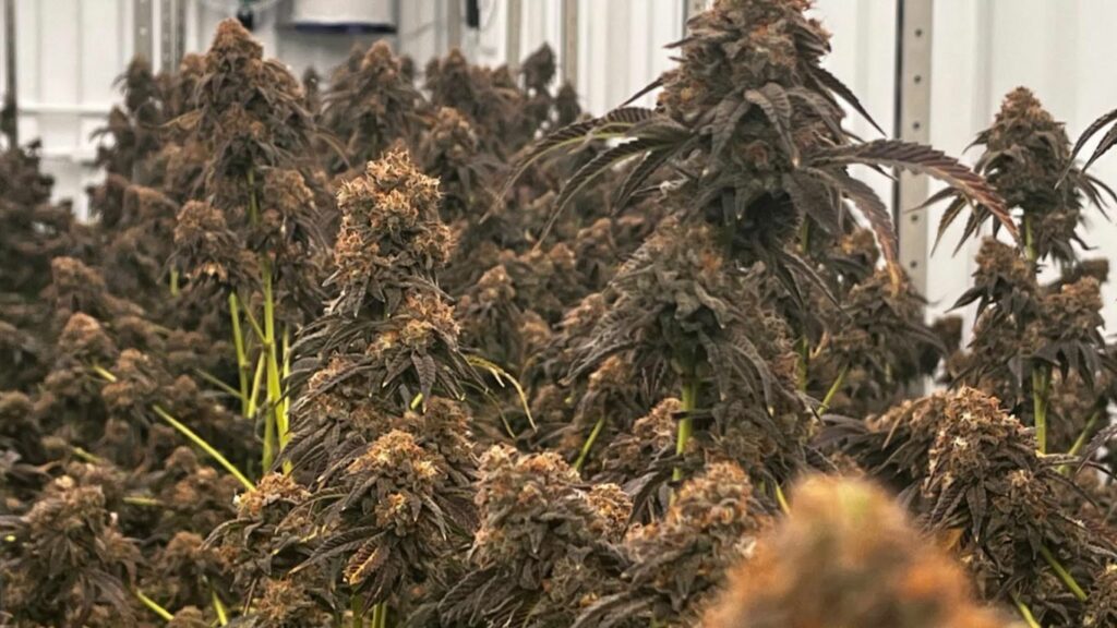 Lasqueti cannabis grower working to preserve the island’s unique cannabis culture