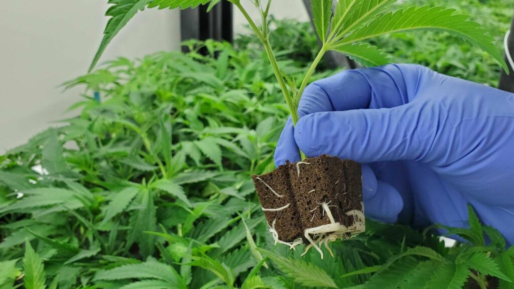 BC’s Life Cycle Botanics on what it means to be a full-service cannabis nursery