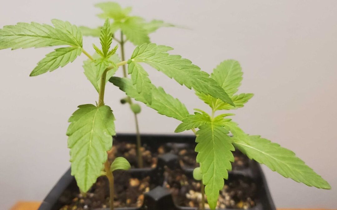 Manitoba’s home grow cannabis bill could come into force in April