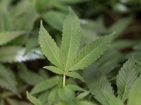 Currently farmers who have licences, grow their hemp and cannabis indoors under controlled conditions. The commercialisation will allow them to farm outdoors on a larger scale.