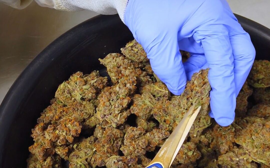 Aurora announces distribution partnership between MedReleaf Australia and The Entourage Effect