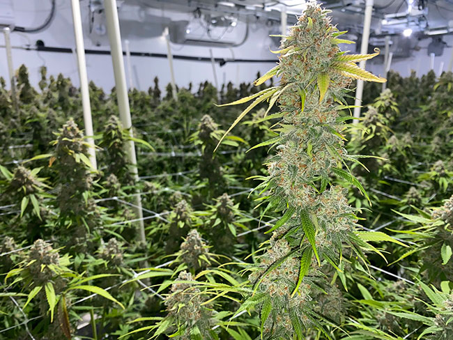 Gerrit Richards wins Top Grower Award