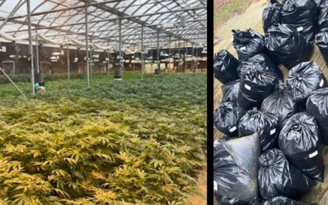Health Canada referral leads to large cannabis seizure at former designated medical cannabis production site