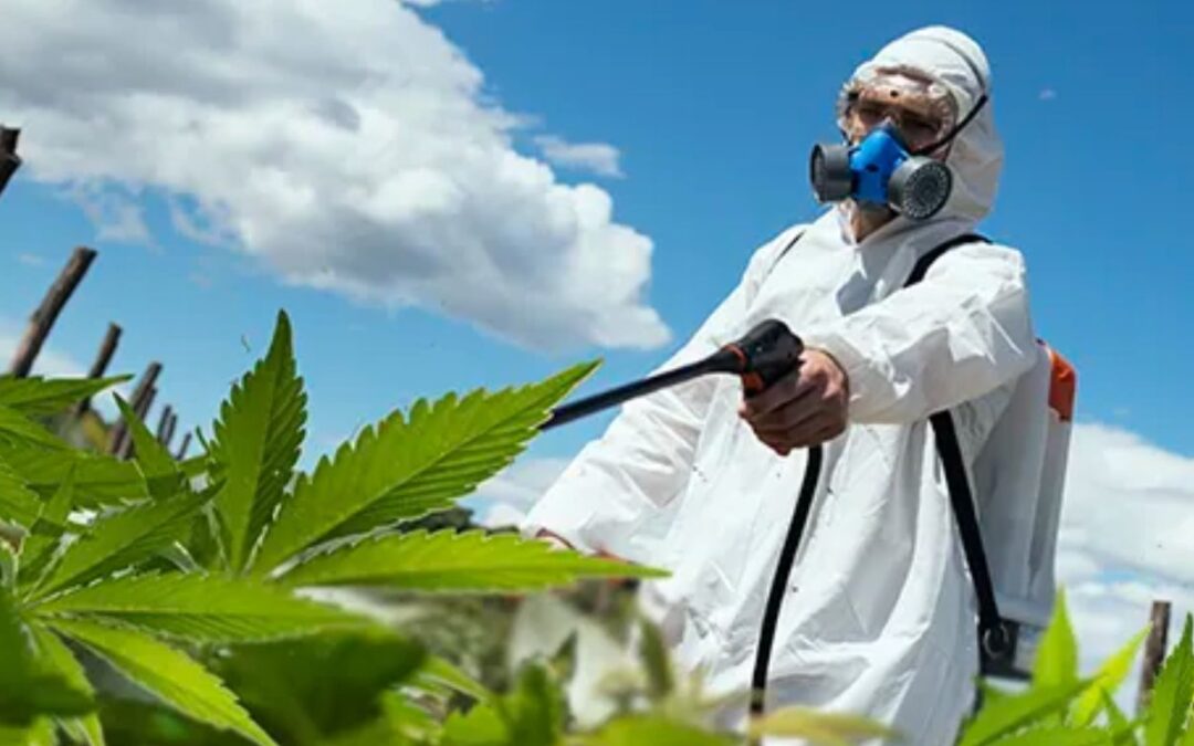 Health Canada seeking feedback on new proposed approach for pesticide use for cannabis and hemp