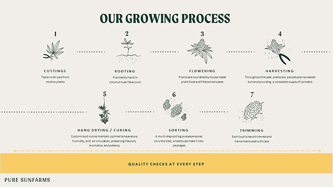 Cultivating sun-grown B.C. bud at scale