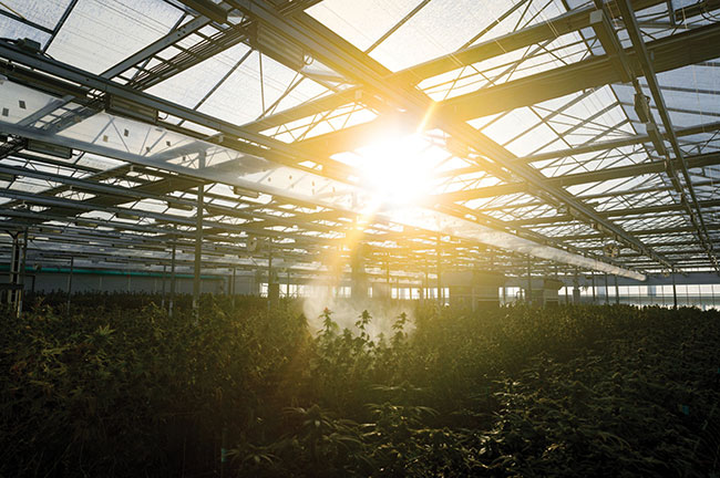 Rubicon Organics: An uncompromising commitment to quality