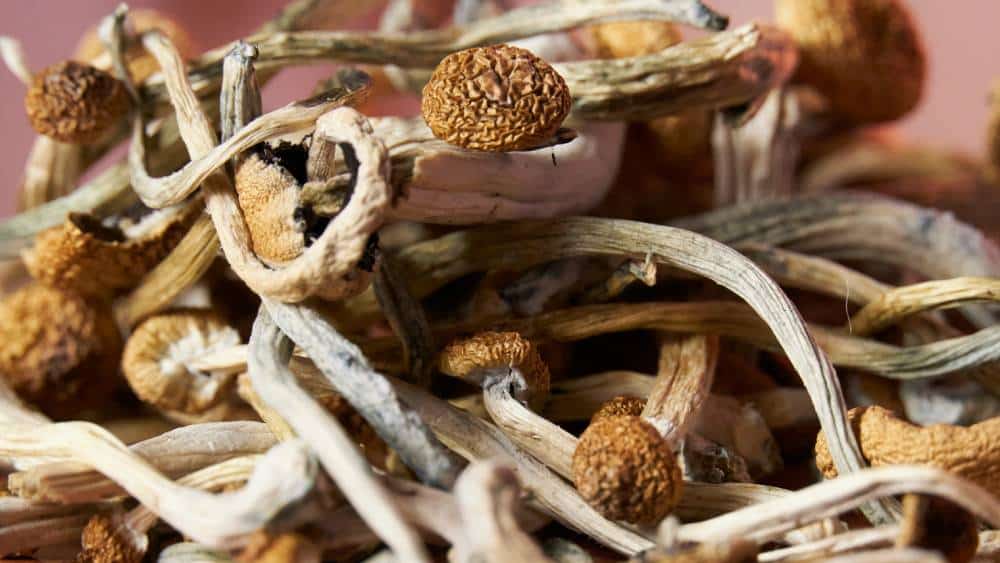 Optimized Extraction Methods for Psilocybin and Psilocin