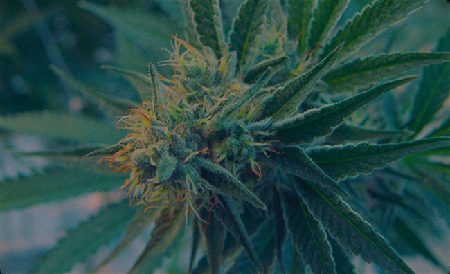 Cannabis Cultivation: How to scale greenhouse production on the West Coast