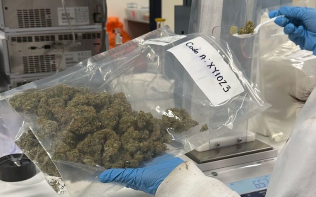 BC businesses team up to research effects of e-beam irradiation on cannabis