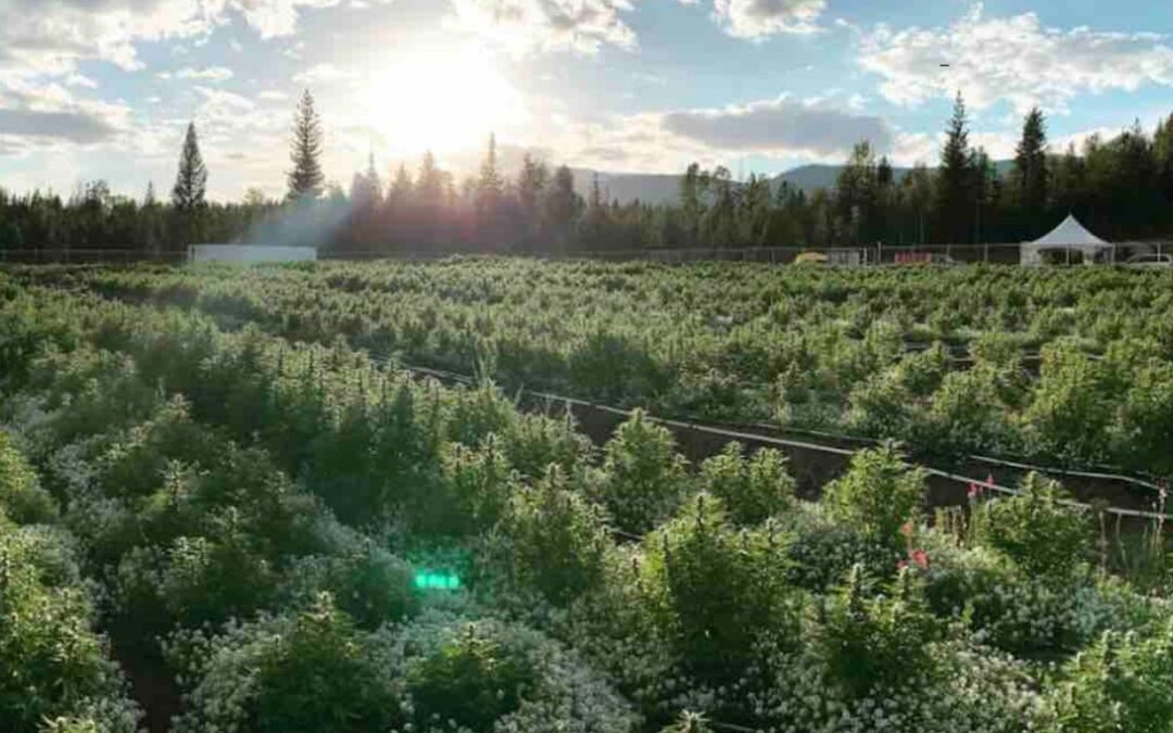 Cannabis Industry Forum finally formally announced