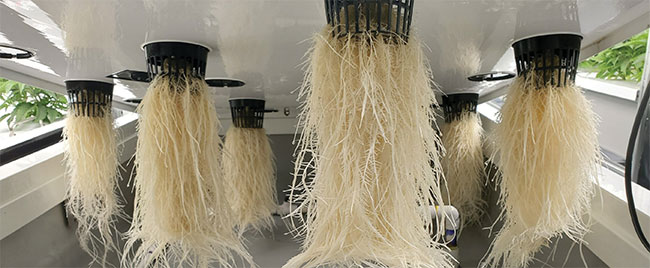 The key to incredible weed lies in effective post-harvest technique