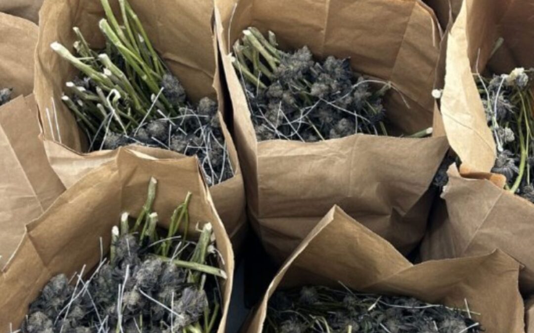 Police in Ontario recover stolen cannabis