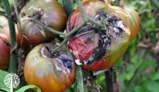 Saving Your Harvest For Later: Water Activity And Food Preservation