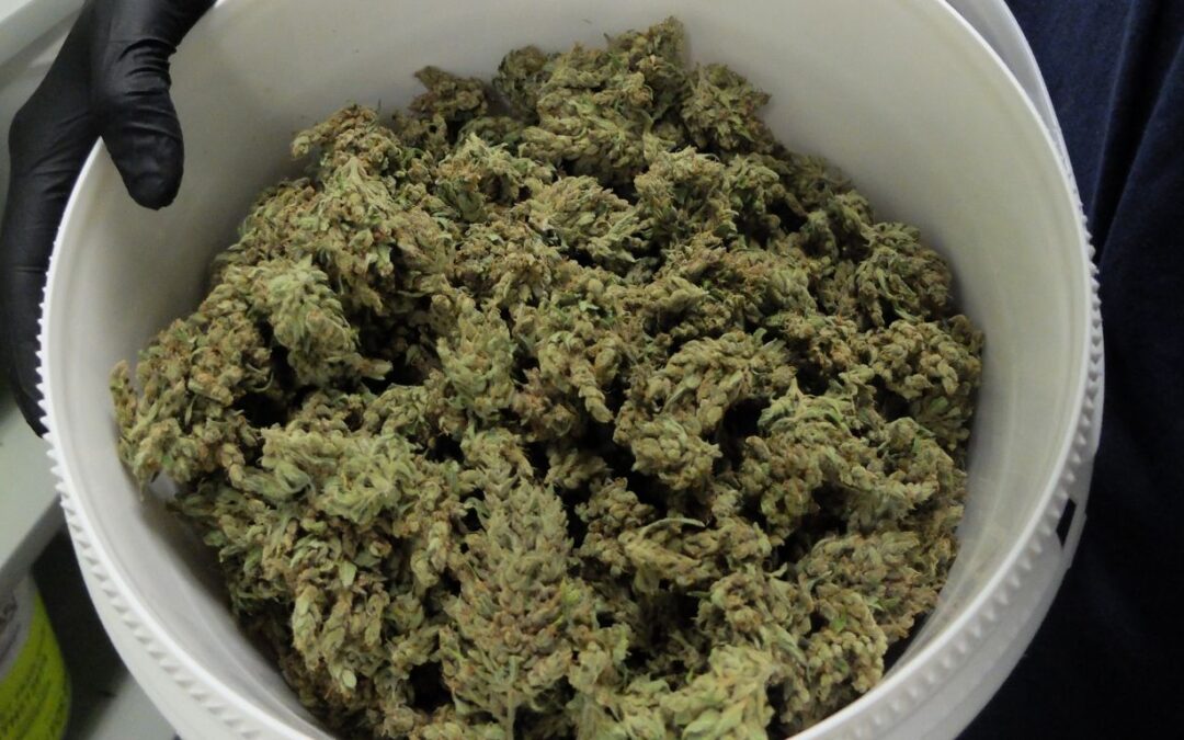 The biggest cannabis stories of 2024