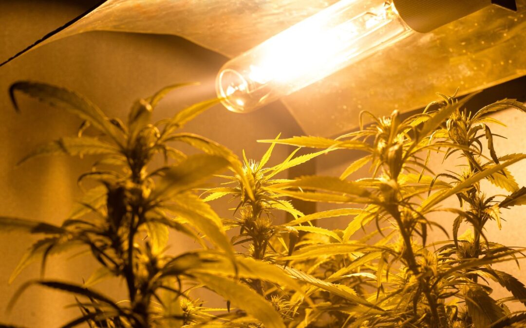 Health Canada may request supporting evidence for some medical cannabis authorizations