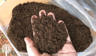 Bat Guano: The Plant Superfood With A Bad Rap