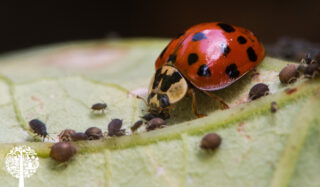 5 Beneficial as To Look For In Your Garden