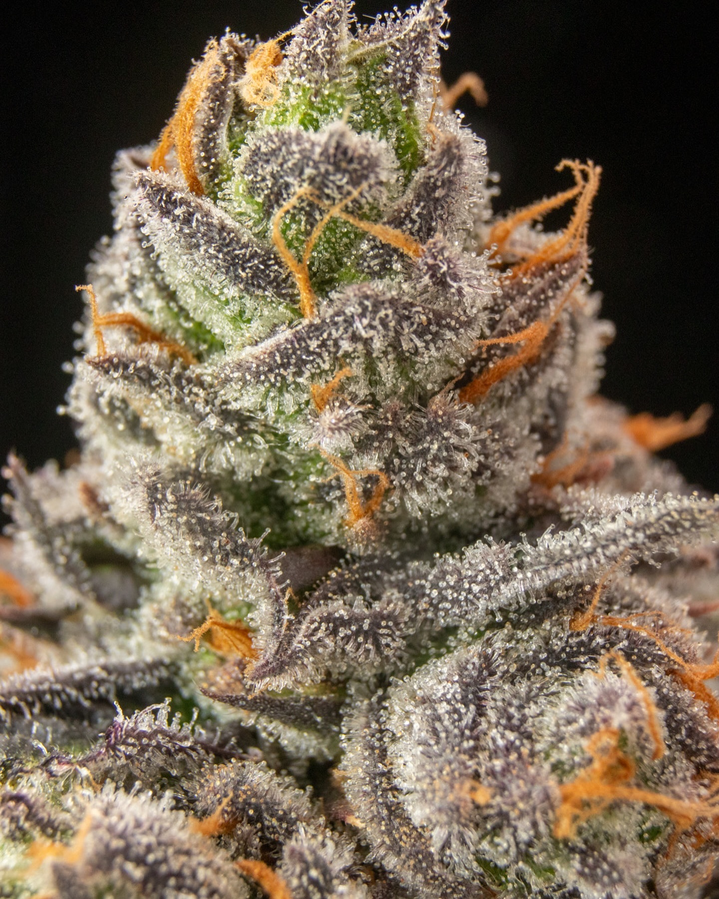 bud