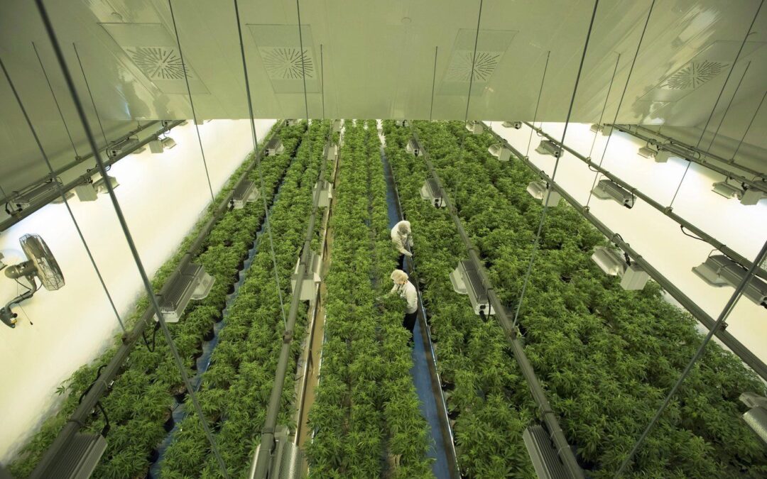 Cannabis company Canopy Growth reports $216.8M Q3 net loss