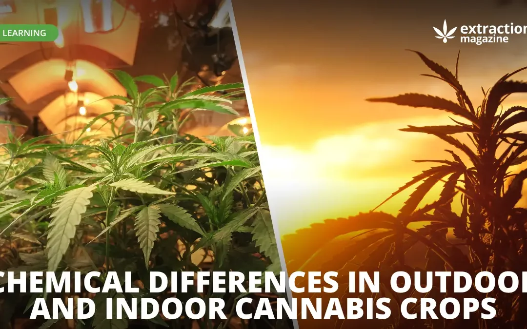 Chemical Differences In Outdoor And Indoor Cannabis Crops