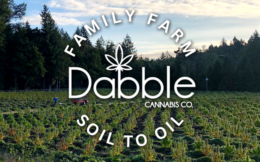 Dabble Cannabis Co.: Leading the Way in Craft Concentrates