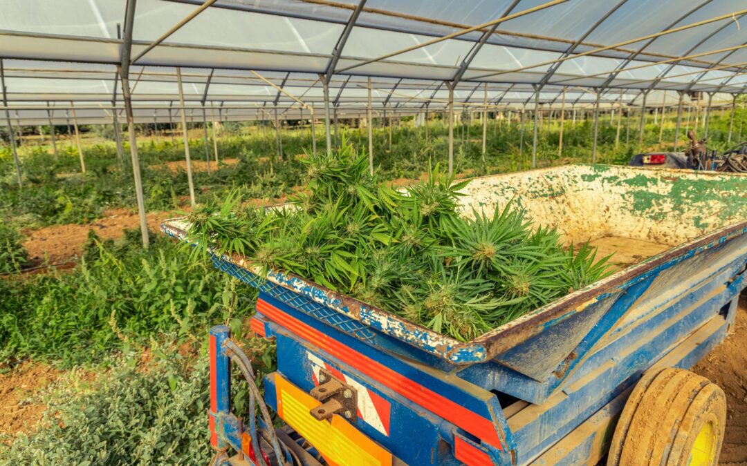 Cannabis Business In South America