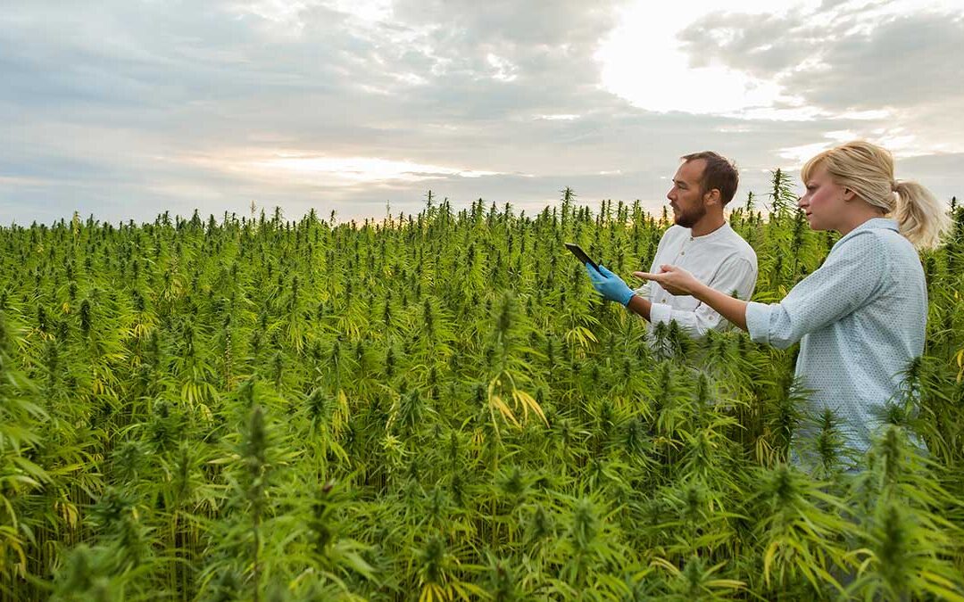 What is “Organic” Cannabis?