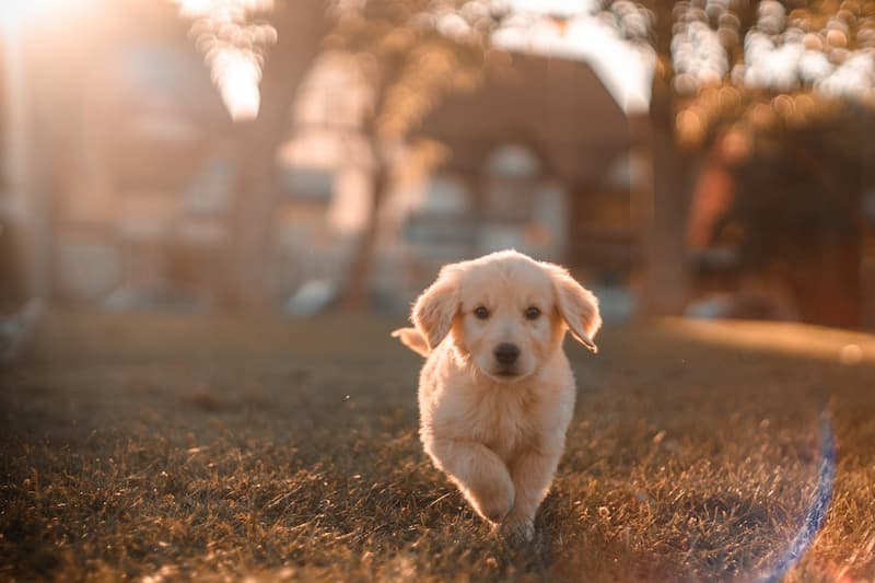 Image of a happy dog