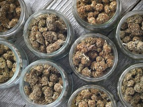 Marijuana is a lot more than just THC: A pharmacologist looks at the untapped compounds