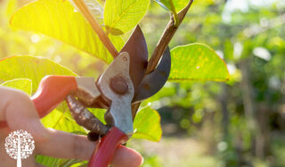 These July Garden Tips Will Help Your Garden Thrive Throughout The Summer