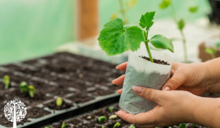 These June Garden Tips Lead To Early Summer Rewards